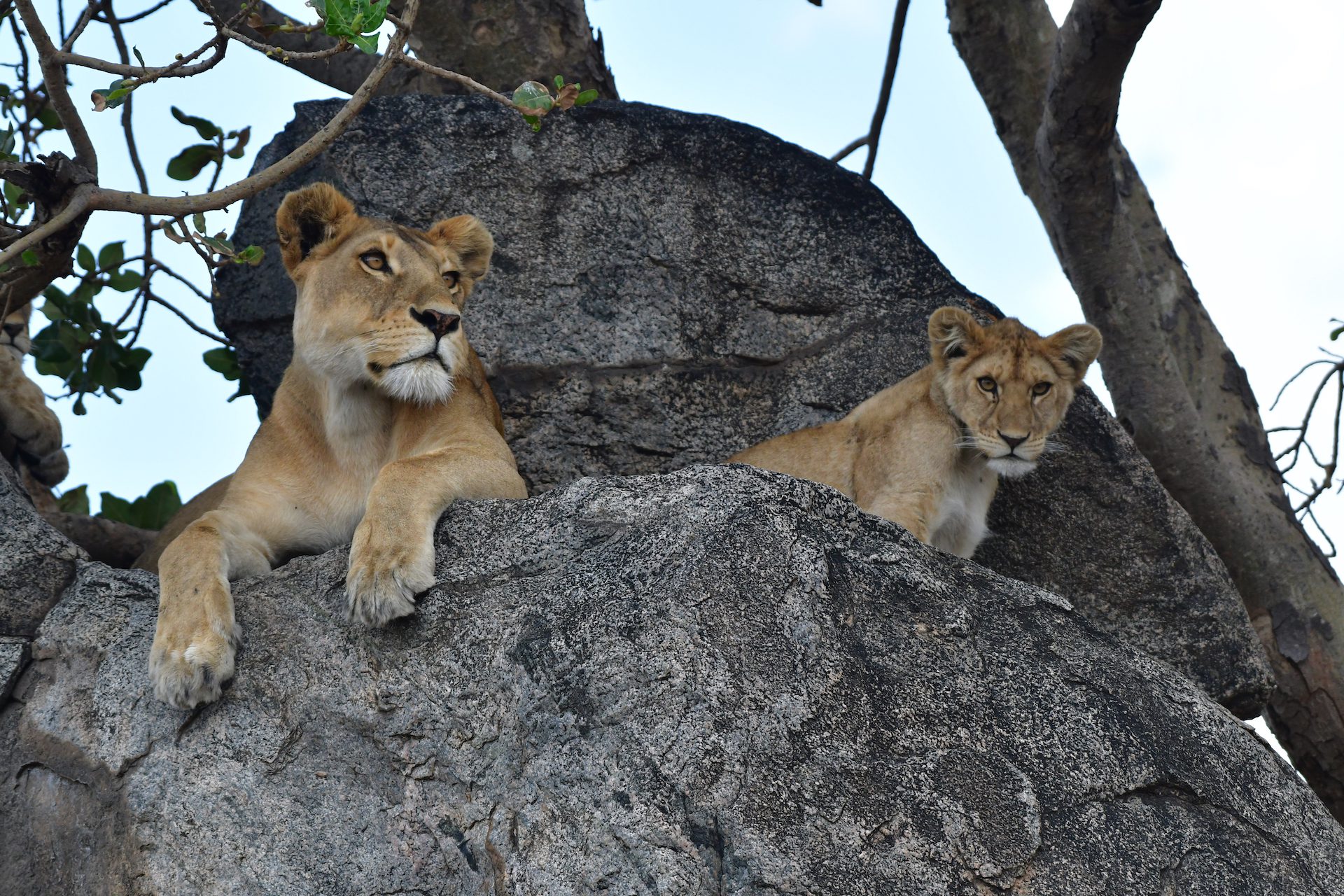Calving Safari