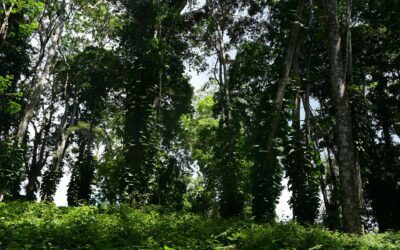 Forrest Walk Near Springlands Hotel