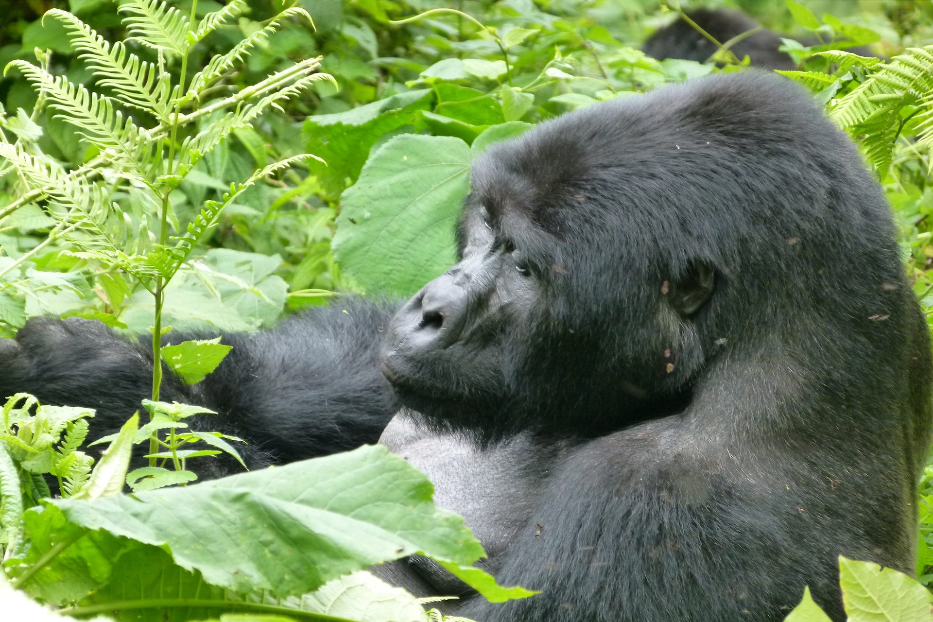 Highlights of Uganda with World Adventure Tours