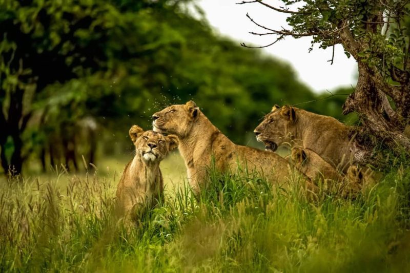 Lion pride with World Adventure Tours