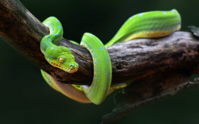 Meserani Snake Park Tour