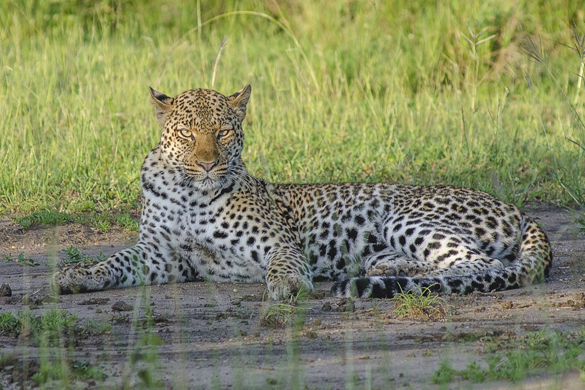 The Highlight of Uganda with World Adventure Tours