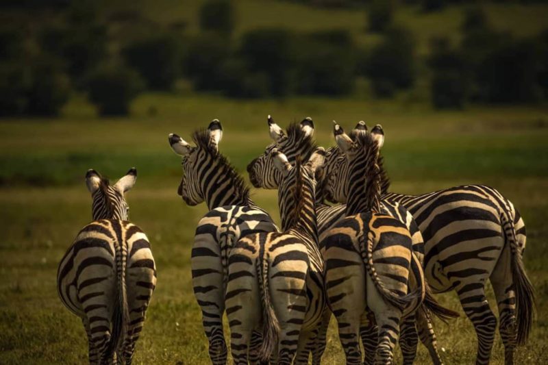 The Magic of Kenya